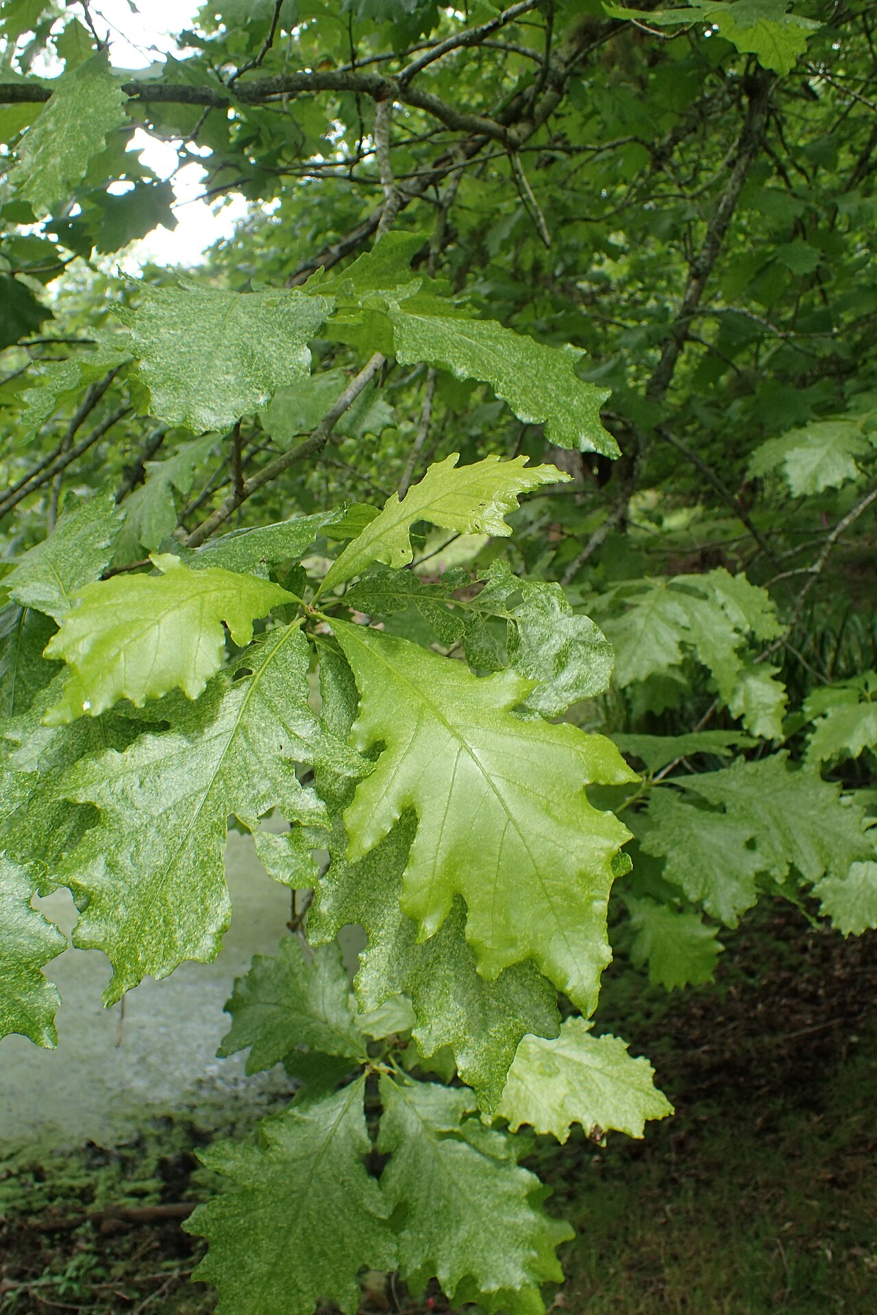 Hybrid oak: Quercus × humidicola in Hackfalls Arboretum, Hawkes's Bay NZ