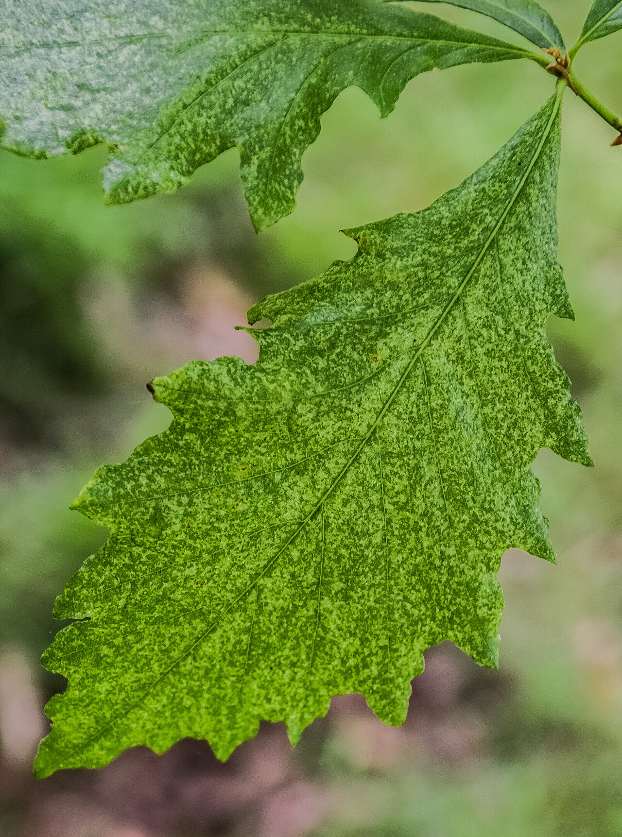 Hybrid oak: Quercus × humidicola in Hackfalls Arboretum , Gisborne Region, New Zealand