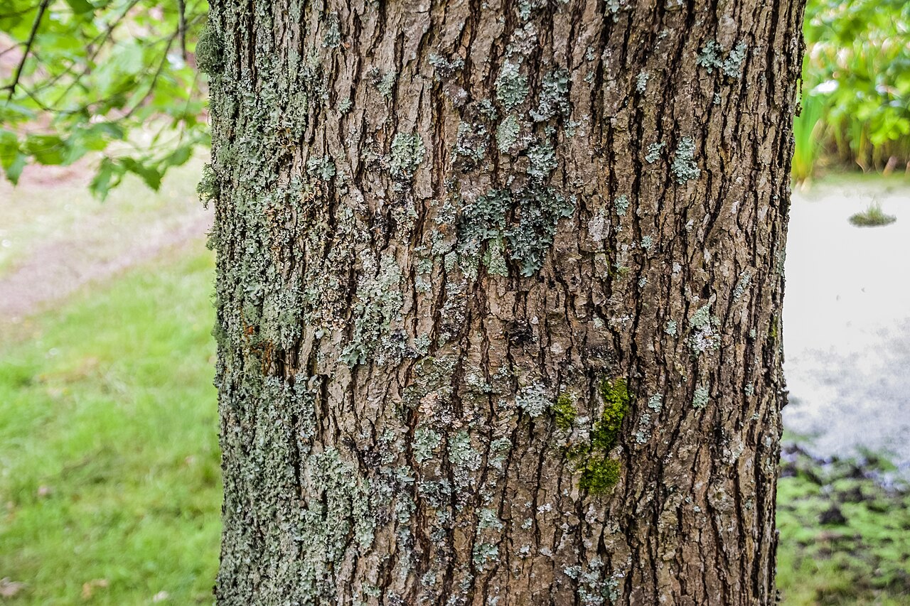 Hybrid oak: Quercus × humidicola in Hackfalls Arboretum , Gisborne Region, New Zealand