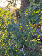 Hybrid oak (Quercus × jolonensis)
