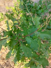 Hybrid oak (Quercus × jolonensis)