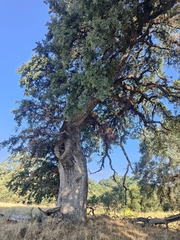 Hybrid oak (Quercus × jolonensis)