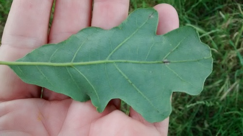 Hybrid oak (Quercus × jolonensis)