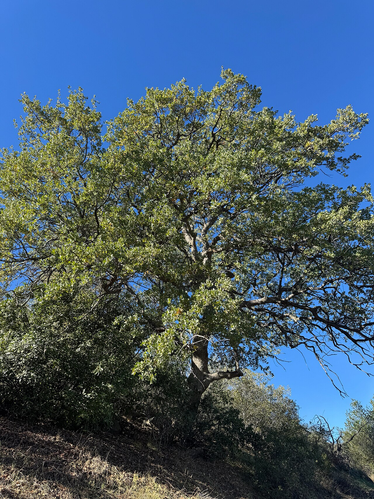 Hybrid oak: Quercus × jolonensis in the United States