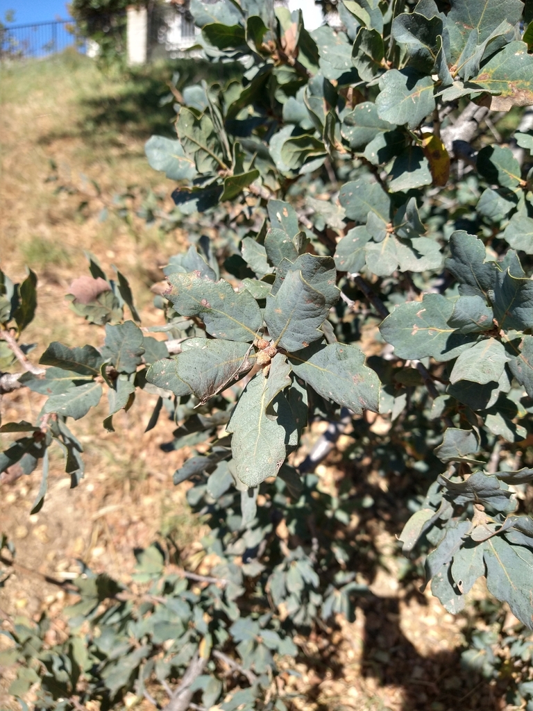 Hybrid oak (Quercus × jolonensis)