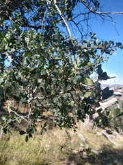 Hybrid oak (Quercus × jolonensis)