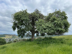 Hybrid oak (Quercus × jolonensis)