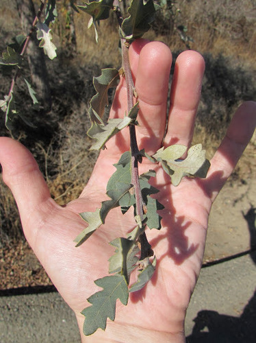 Hybrid oak (Quercus × jolonensis)