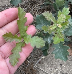 Hybrid oak (Quercus × jolonensis)