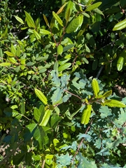 Hybrid oak (Quercus × jolonensis)