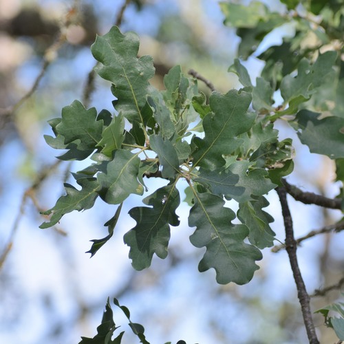 Hybrid oak (Quercus × jolonensis)