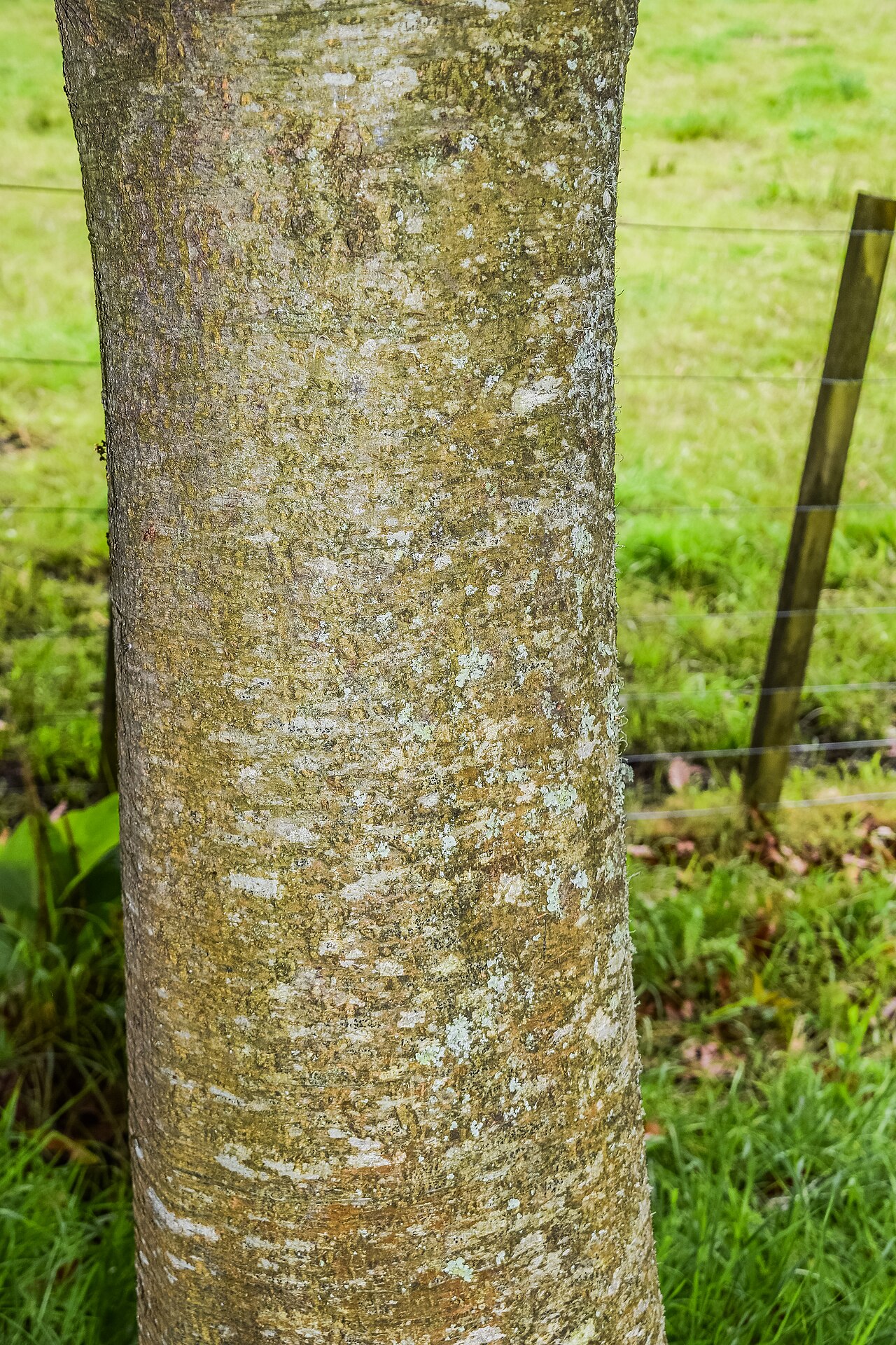 Xalapa oak: Quercus canbyi × Q. xalapensis in Hackfalls Arboretum, Gisborne Region, New Zealand