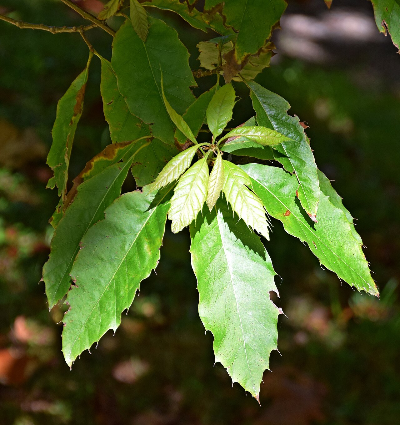 Xalapa oak: Leaves of Quercus xalapensis in Dunedin Botanic Garden, Dunedin, New Zealand