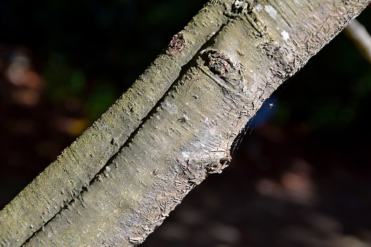 Xalapa oak: Bark of Quercus xalapensis in Dunedin Botanic Garden, Dunedin, New Zealand