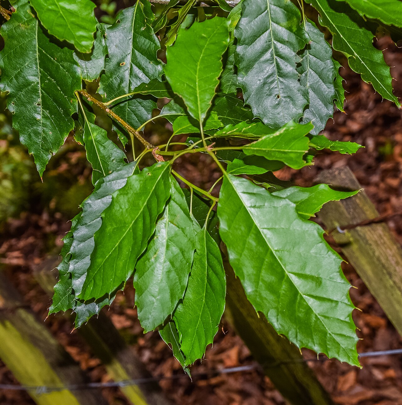 Xalapa oak: Quercus xalapensis in Hackfalls Arboretum , Gisborne Region, New Zealand