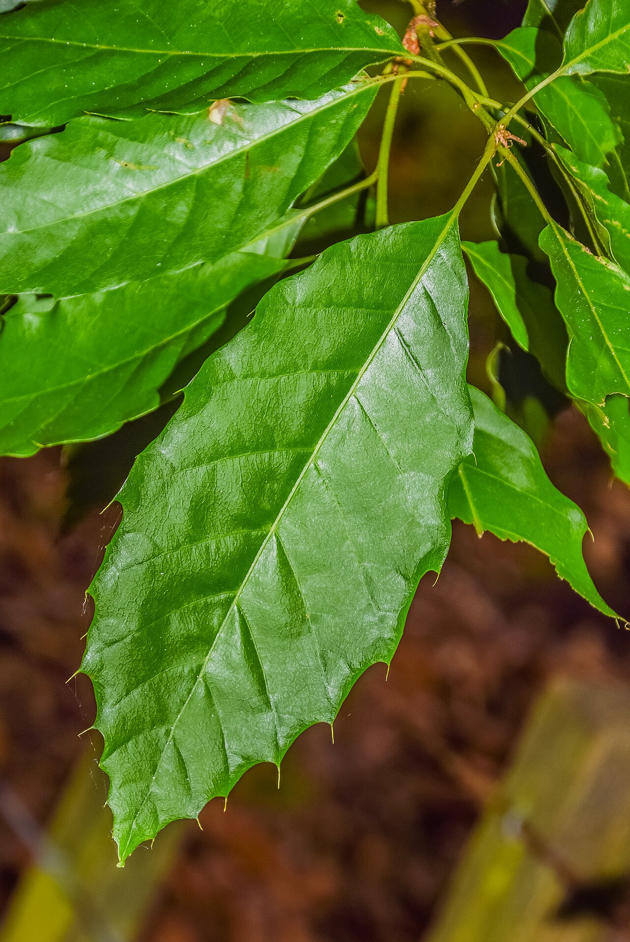 Xalapa oak: Quercus xalapensis in Hackfalls Arboretum , Gisborne Region, New Zealand