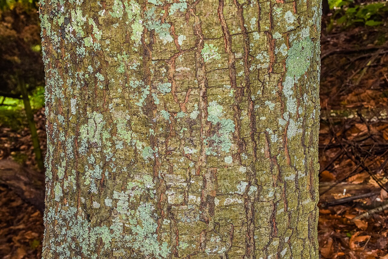 Xalapa oak: Quercus xalapensis in Hackfalls Arboretum , Gisborne Region, New Zealand