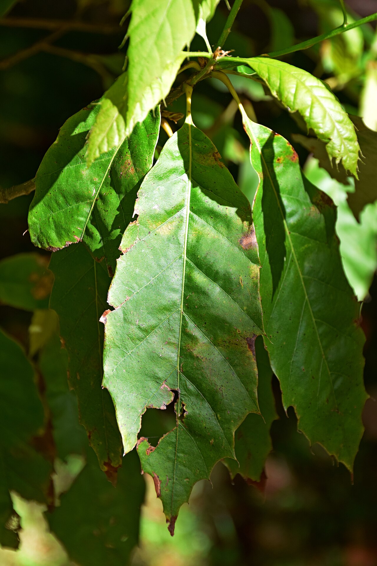 Xalapa oak: Leaves of Quercus xalapensis in Dunedin Botanic Garden, Dunedin, New Zealand