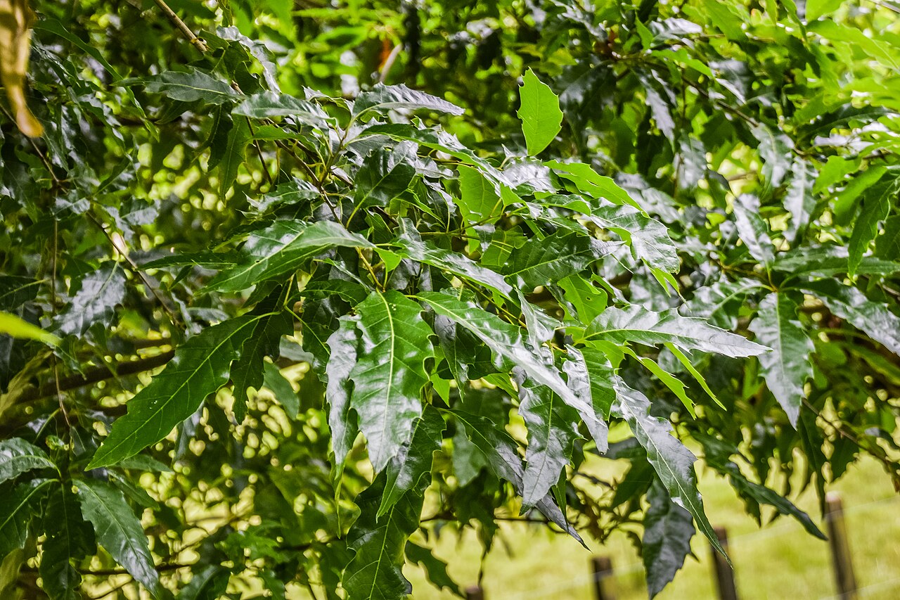 Xalapa oak: Quercus canbyi × Q. xalapensis in Hackfalls Arboretum, Gisborne Region, New Zealand