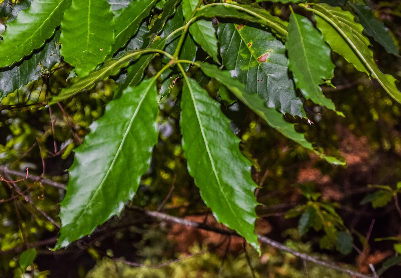 Xalapa oak: Quercus xalapensis in Hackfalls Arboretum , Gisborne Region, New Zealand