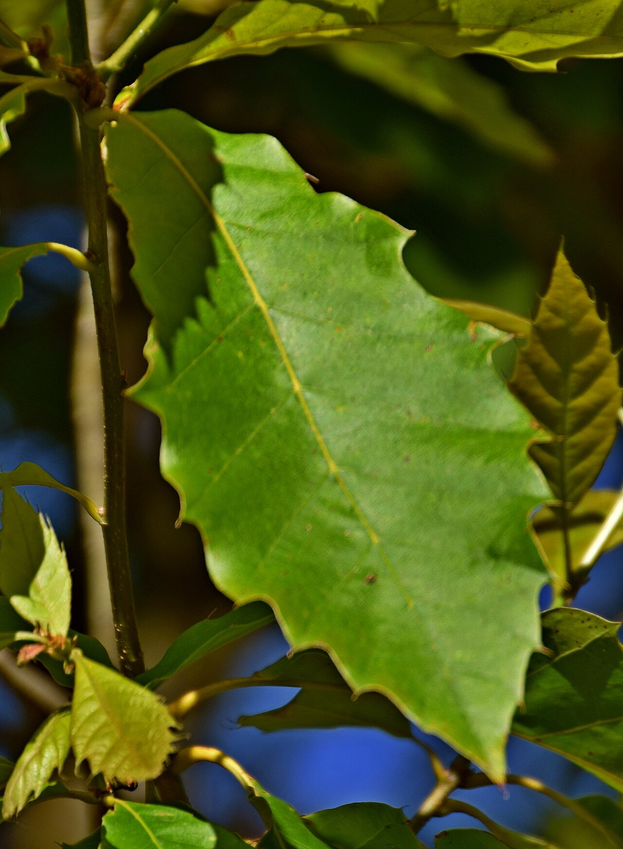 Xalapa oak: Leaf of Quercus xalapensis in Dunedin Botanic Garden, Dunedin, New Zealand