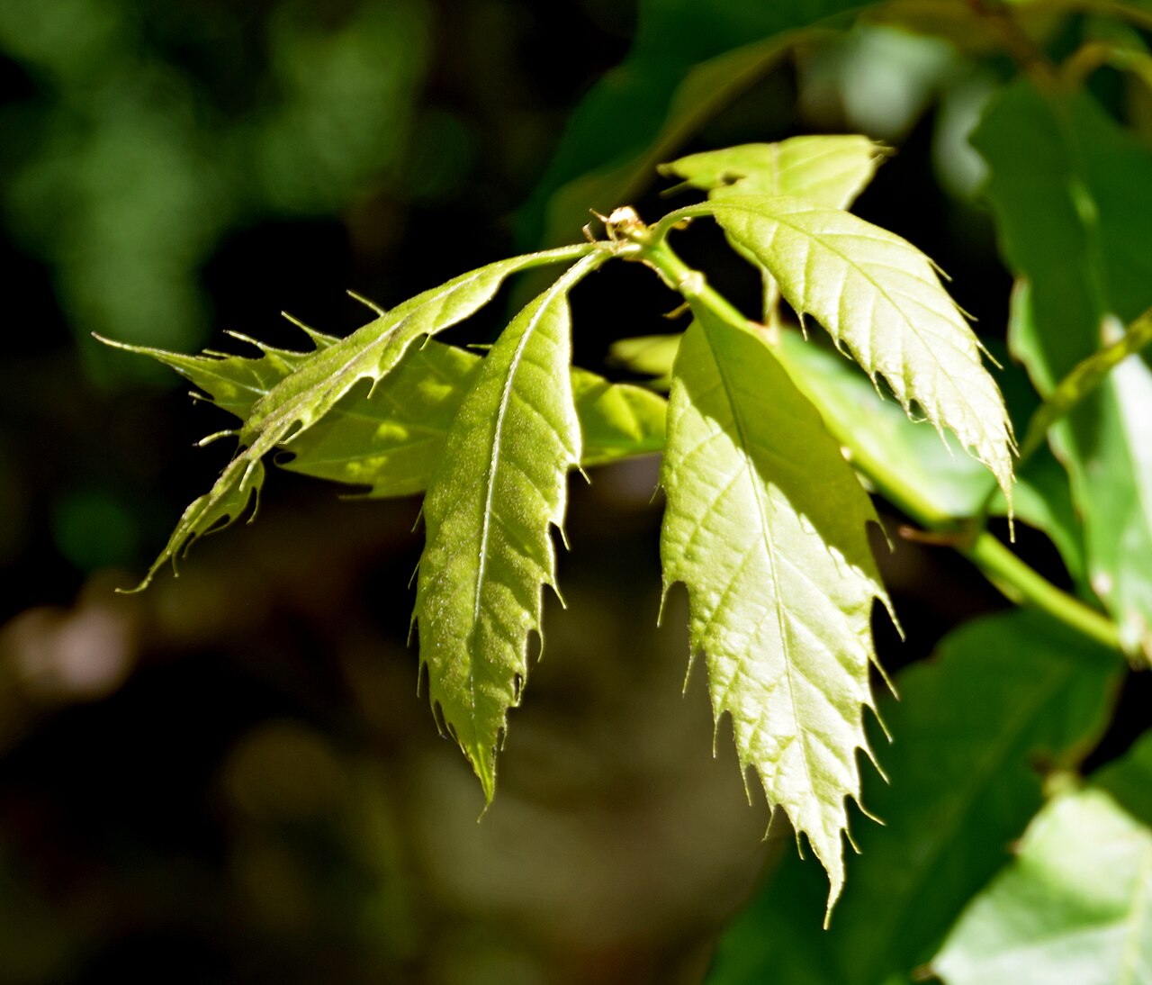 Xalapa oak: Juvenile leaves of Quercus xalapensis in Dunedin Botanic Garden, Dunedin, New Zealand