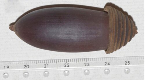Quercus xuanlienensis: Quercus xuanlienensis Binh, Ngoc & Bon. Mature fruit