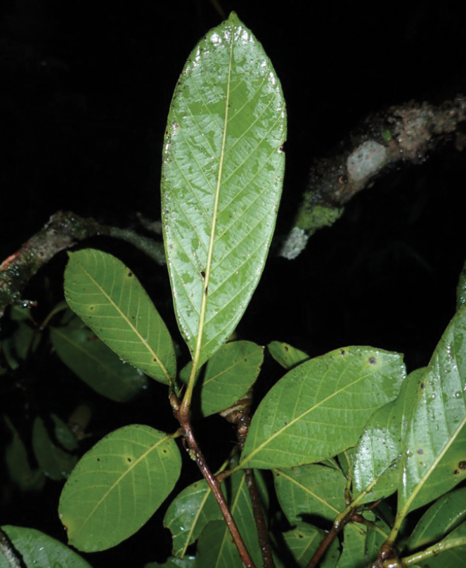 Quercus xuanlienensis: Quercus xuanlienensis Binh, Ngoc & Bon. Leafy twig