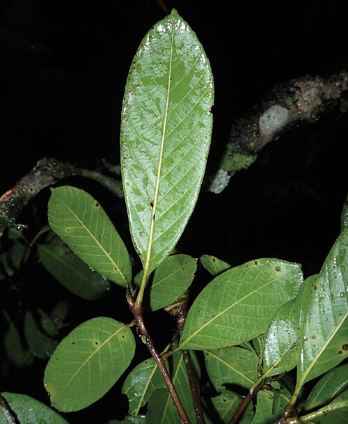 Quercus xuanlienensis: Quercus xuanlienensis Binh, Ngoc & Bon. Leafy twig