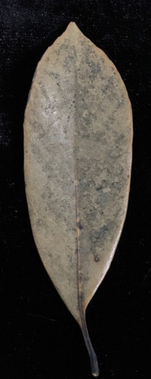 Quercus xuanlienensis: Quercus xuanlienensis Binh, Ngoc & Bon. Adaxial side of mature leaf