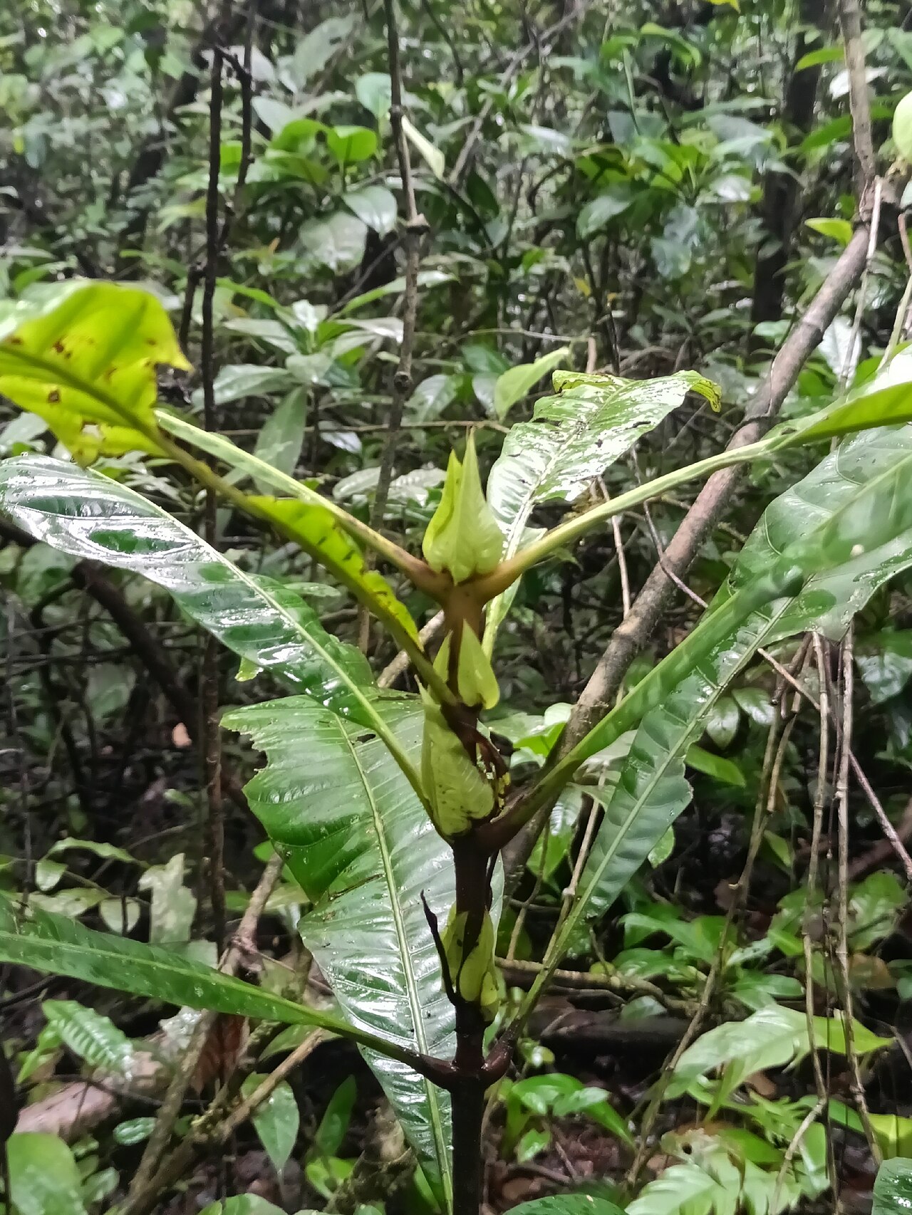 Quiina oiapocensis: Quiina oiapocensis in French Guiana