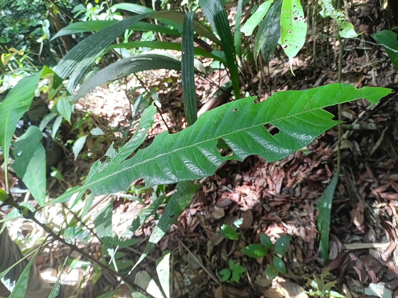 Quiina oiapocensis: Quiina oiapocensis in French Guiana