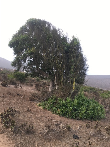 Soapbark (Quillaja saponaria)