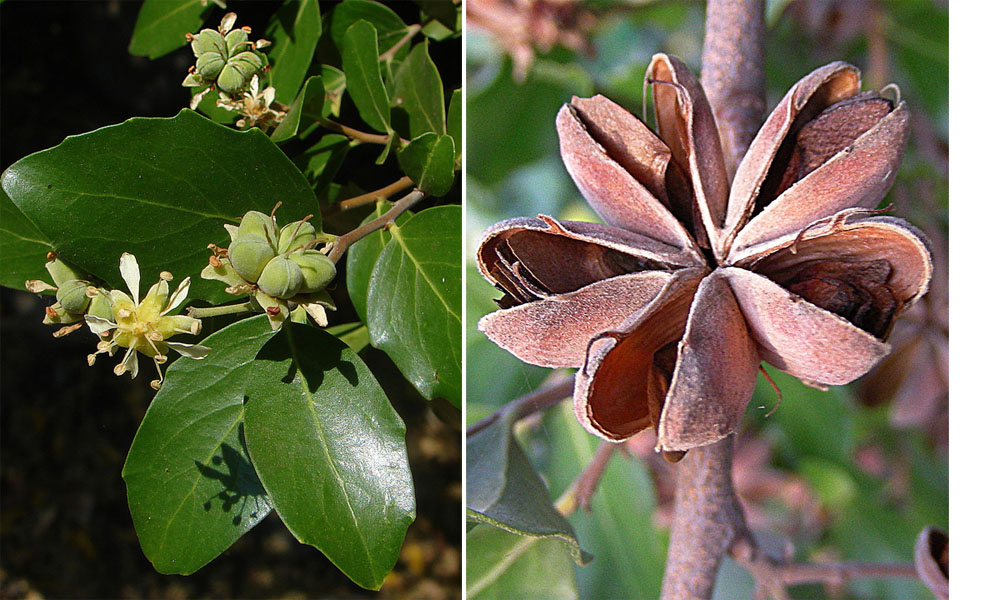 Soapbark: Pods of the Soapbark or Quillay tree, and the long-lasting husks left behind. In context at www.dixpix.ca/sth_cordillera/flora/roses/index.html