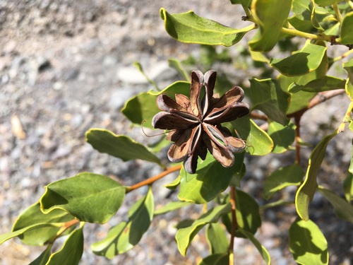 Soapbark (Quillaja saponaria)