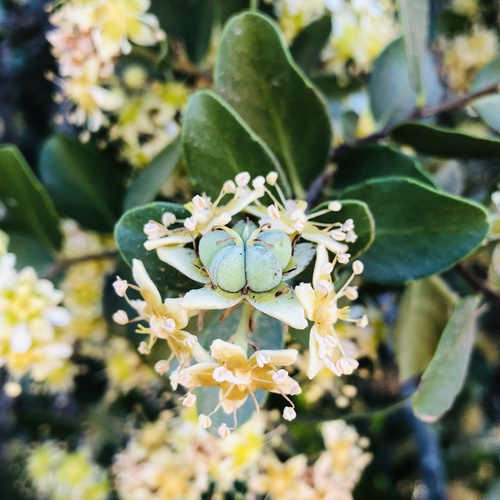 Soapbark (Quillaja saponaria)