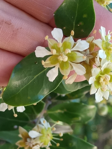 Soapbark (Quillaja saponaria)