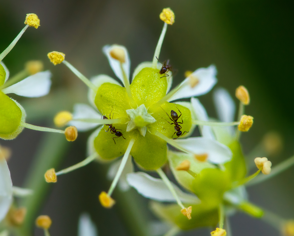 Soapbark (Quillaja saponaria)