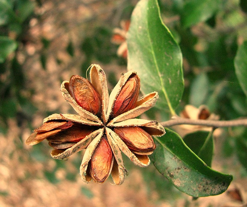 Soapbark: semillas dispersadas al viento de otoño