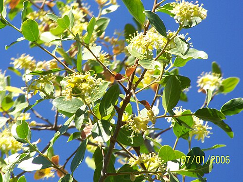 Soapbark: Quillay arbol nativo Chileno en flor