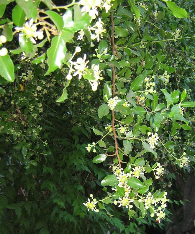 Soapbark: Quillaja saponaria MOLINA, tree of Chilean Matorral