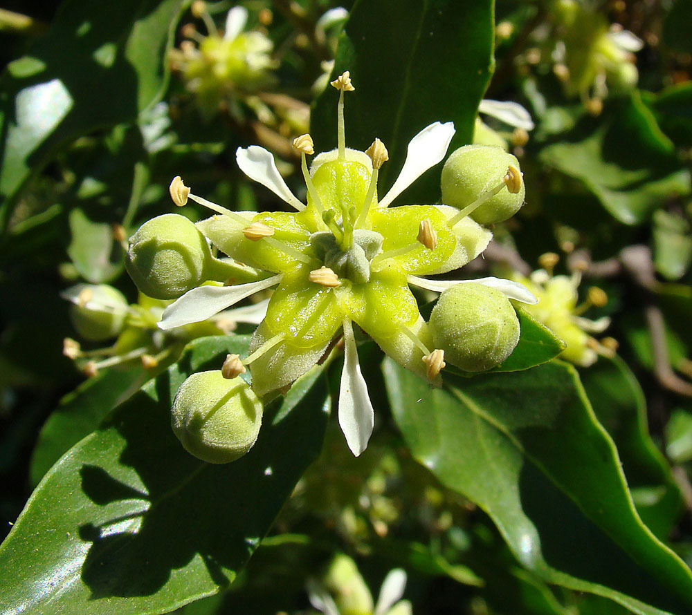 Soapbark: The flower of a widely useful Chilean tree known of Soapbark and locally as Quillay. In context at www.dixpix.ca/sth_cordillera/flora/roses/index.html