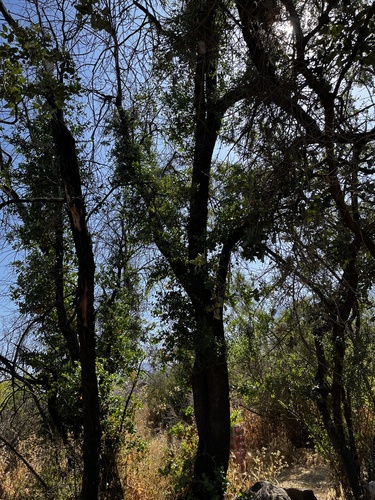 Soapbark (Quillaja saponaria)
