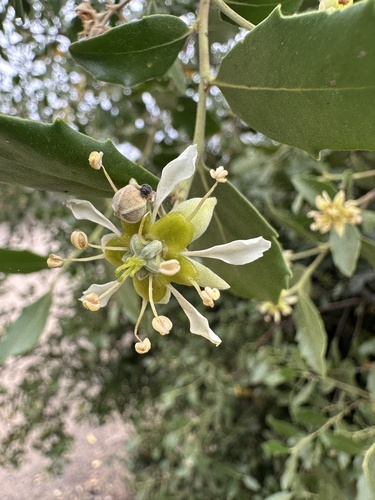 Soapbark (Quillaja saponaria)