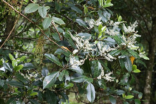 Quintinia sieberi: Quintinia sieberi in Springbrook, Queensland, Australia