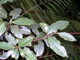 Quintinia sieberi: Quintinia sieberi at Pierces Pass, Grose Valley, Blue Mountains National Park, Australia