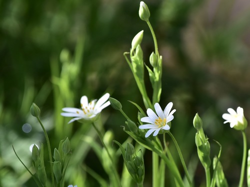 Addersmeat (Rabelera holostea)