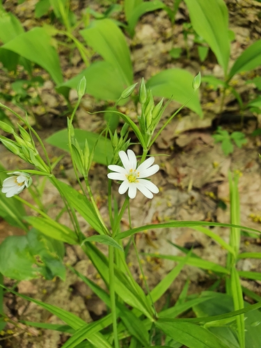 Addersmeat (Rabelera holostea)