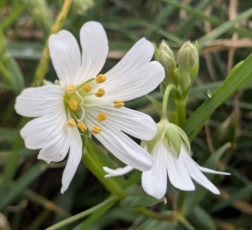 Addersmeat (Rabelera holostea)