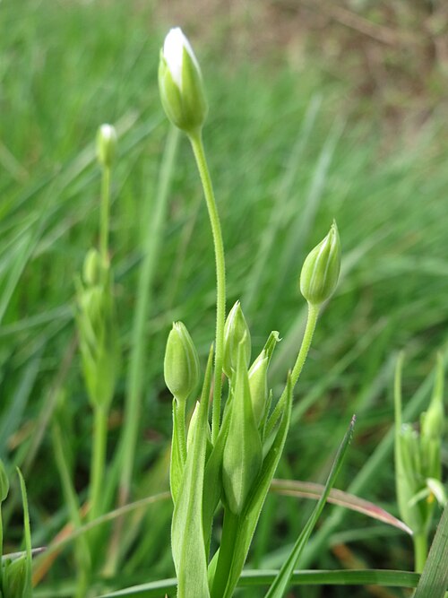 Addersmeat: Große Sternmiere ( Stellaria holostea ) an der Saar in Saarbrücken